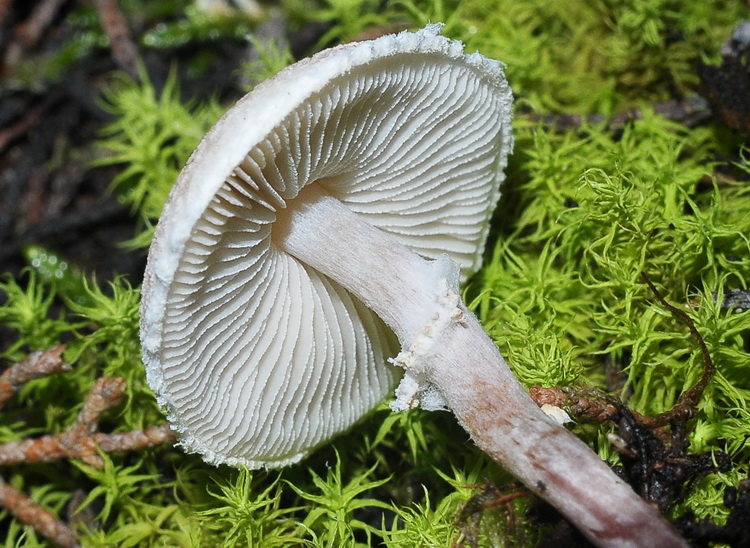 Lepiota sp.
